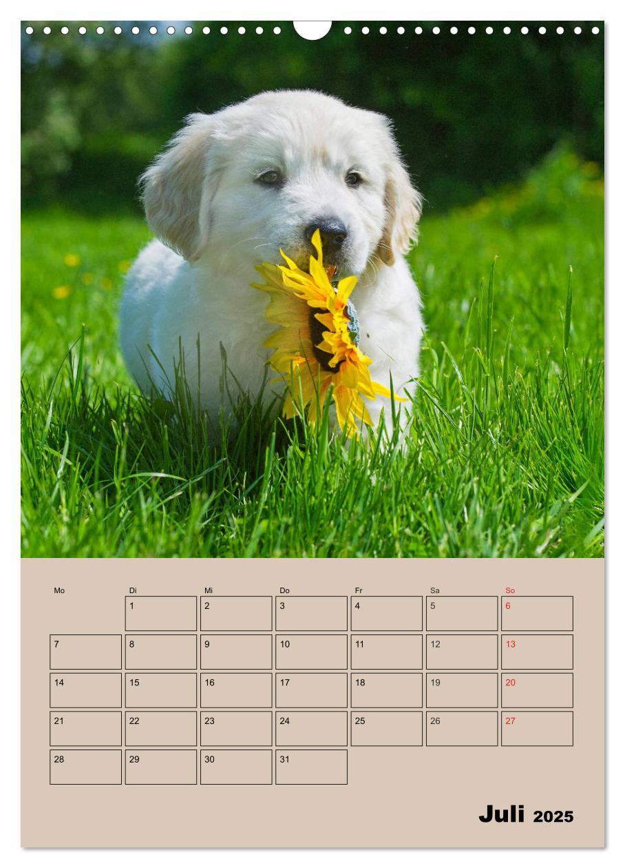 Bild: 9783435959266 | Jahresplaner Golden Retriever Welpen (Wandkalender 2025 DIN A3...