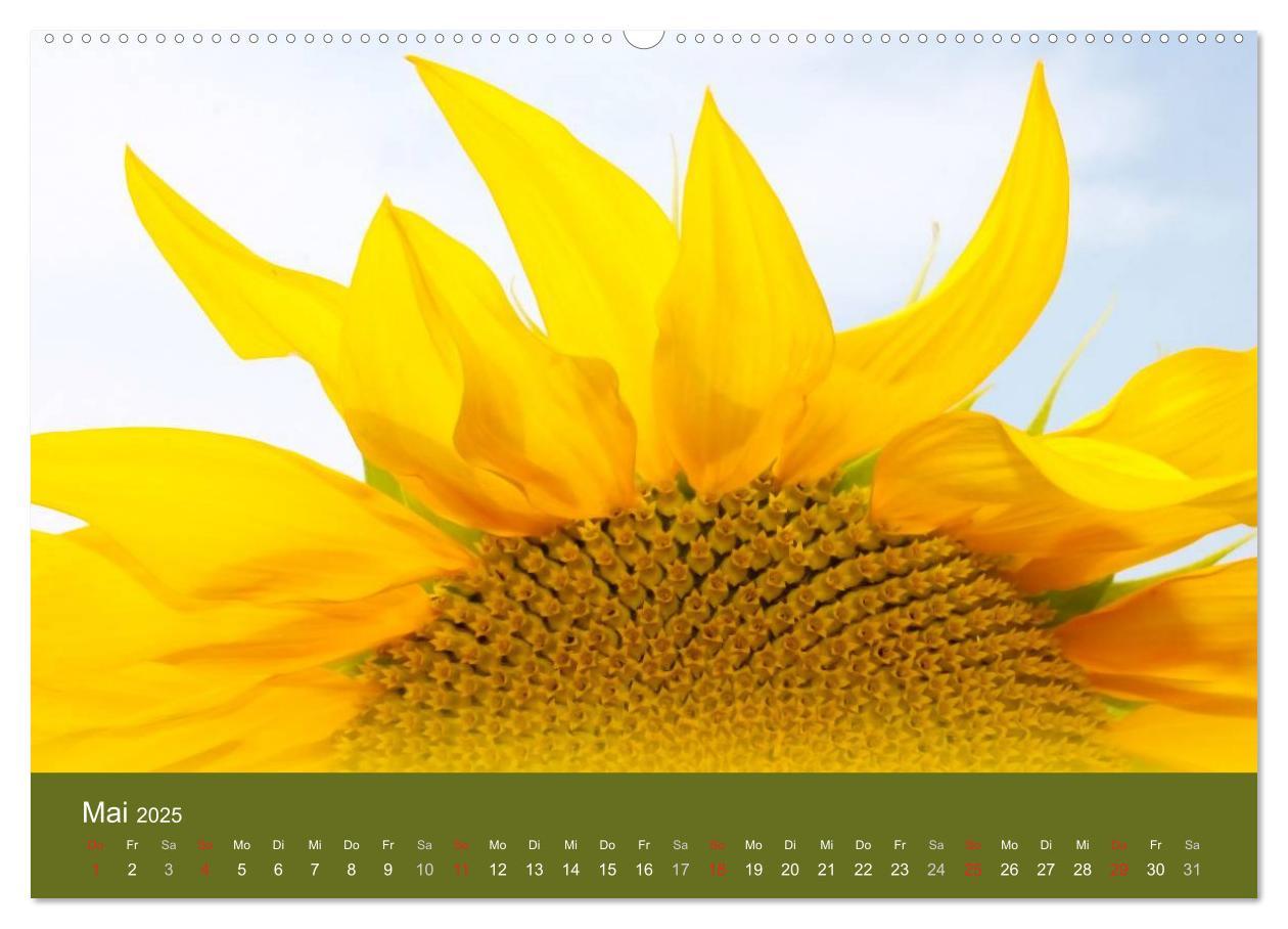 Bild: 9783435799404 | Sonnenblumen - die Blumen der Lebensfreude (Wandkalender 2025 DIN...