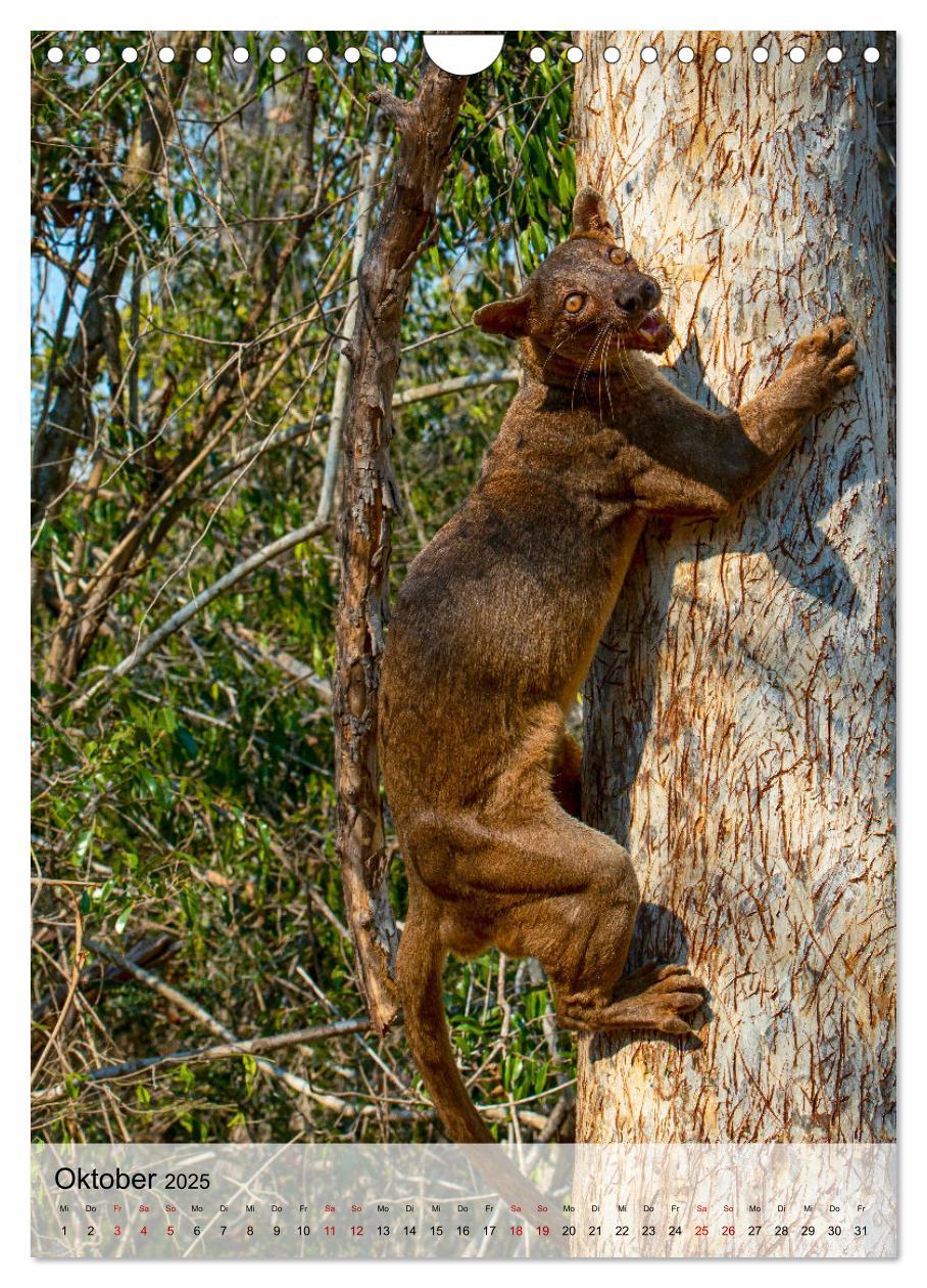 Bild: 9783435905140 | MADAGASKAR: Baobabs, Lemuren, Naturwunder (Wandkalender 2025 DIN A4...