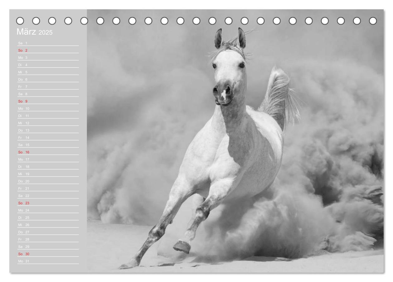 Bild: 9783435684472 | Arabische Pferde (Tischkalender 2025 DIN A5 quer), CALVENDO...