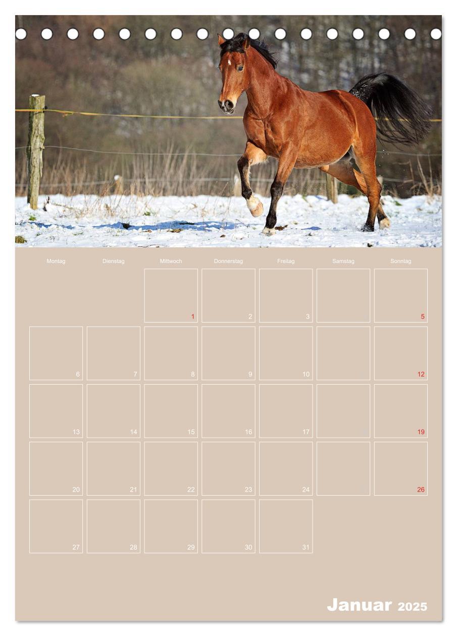 Bild: 9783457040874 | Pferde / Planer (Tischkalender 2025 DIN A5 hoch), CALVENDO...