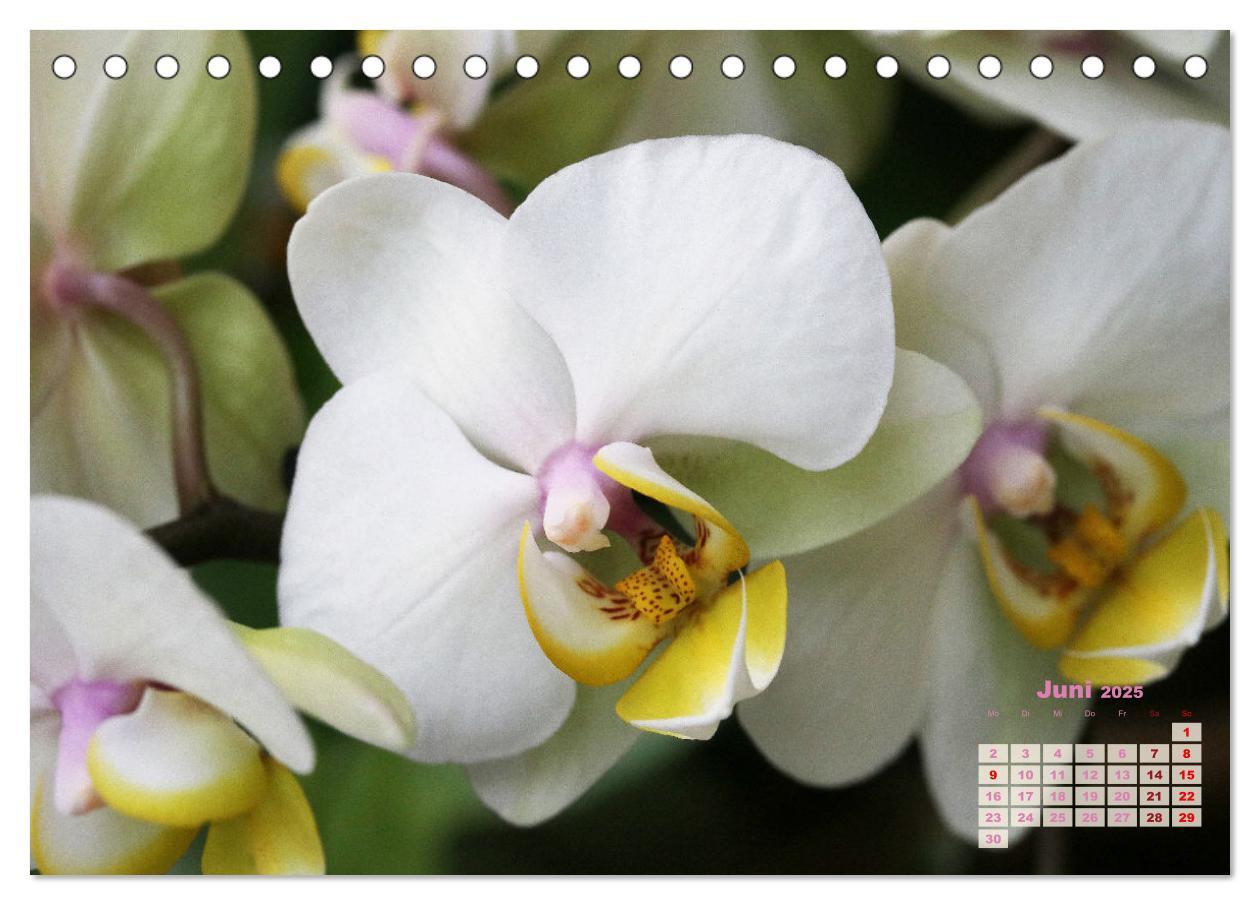 Bild: 9783383914799 | Schönste Orchideen (Tischkalender 2025 DIN A5 quer), CALVENDO...