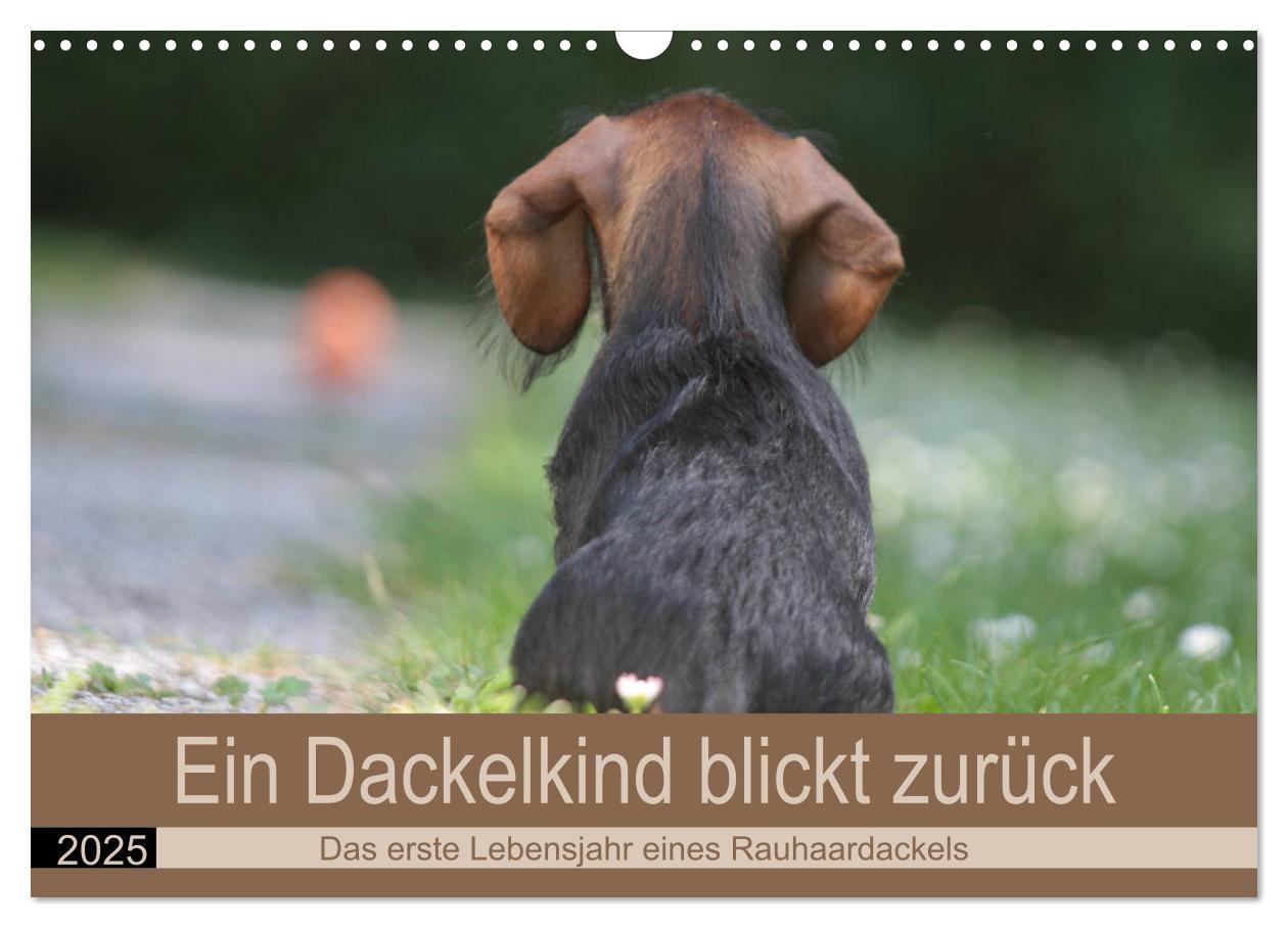 Cover: 9783435172856 | Ein Dackelkind blickt zurück (Wandkalender 2025 DIN A3 quer),...