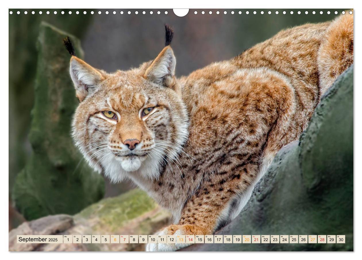 Bild: 9783435118397 | Raubkatze Luchs (Wandkalender 2025 DIN A3 quer), CALVENDO...