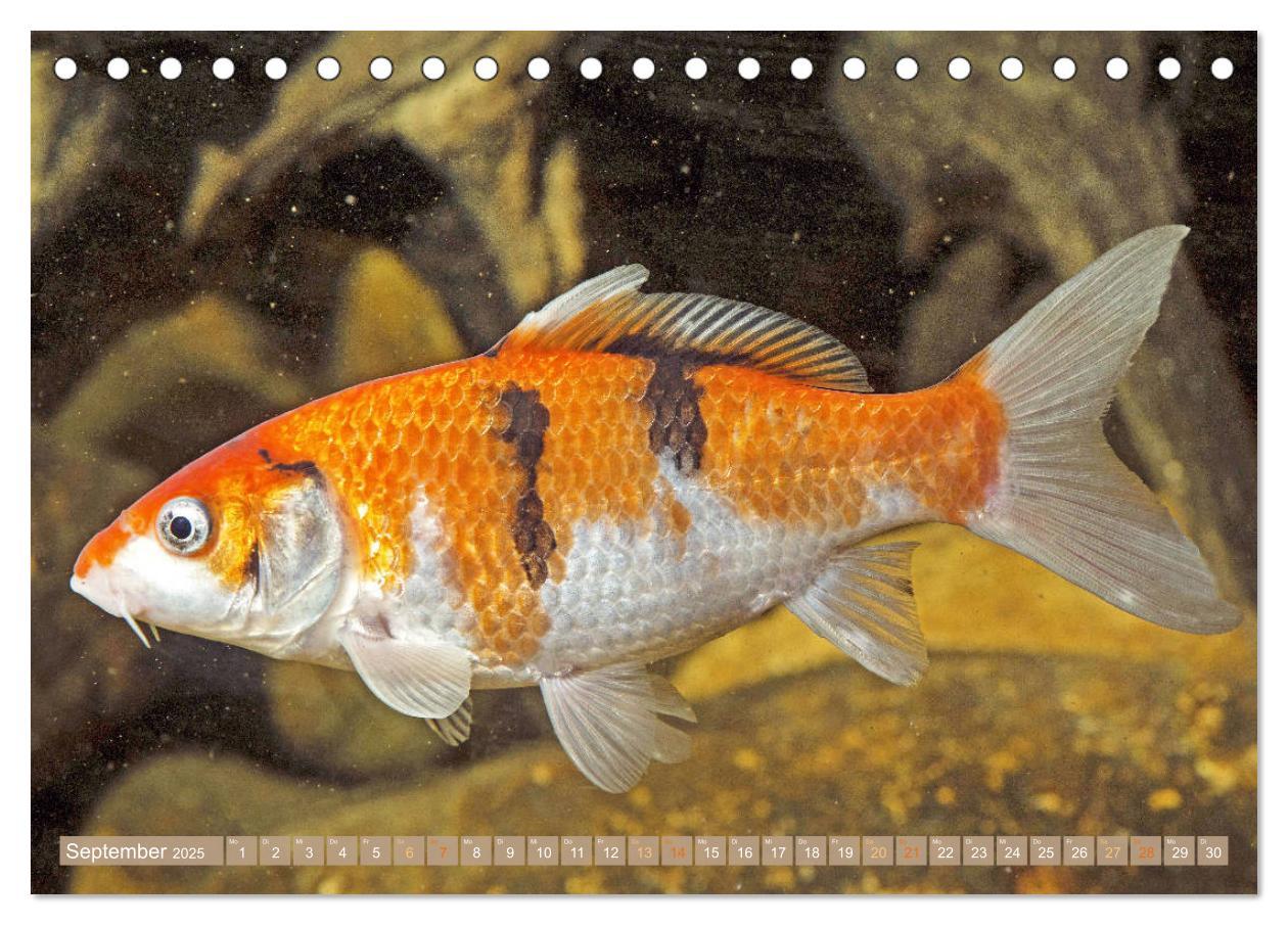 Bild: 9783435128402 | Koi: Juwelen im Teich (Tischkalender 2025 DIN A5 quer), CALVENDO...