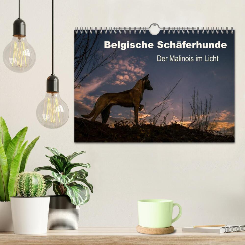 Bild: 9783435639205 | Belgische Schäferhunde - Der Malinois im Licht (Wandkalender 2025...