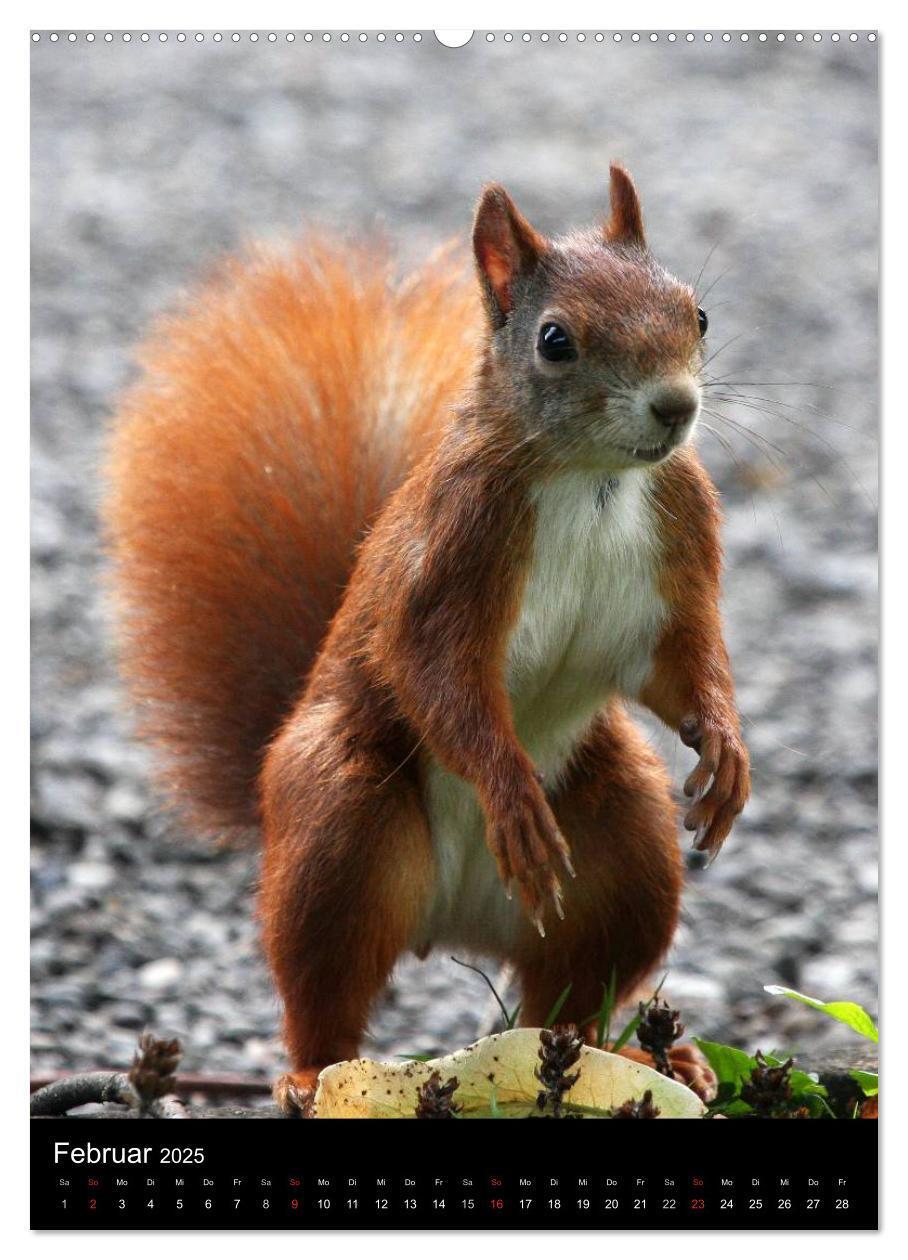 Bild: 9783457080528 | Eichhörnchen (Wandkalender 2025 DIN A2 hoch), CALVENDO Monatskalender