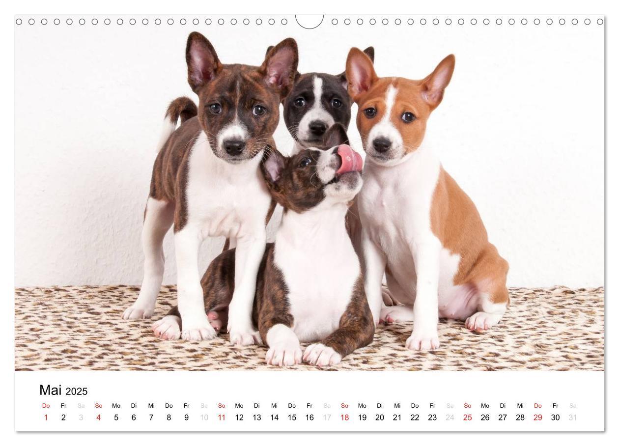 Bild: 9783435464982 | Allerliebste Basenji Welpen 2025 (Wandkalender 2025 DIN A3 quer),...