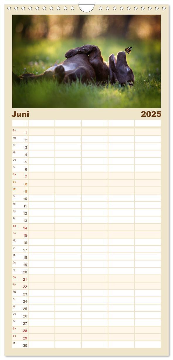 Bild: 9783457117330 | Familienplaner 2025 - Hundeseele mit 5 Spalten (Wandkalender, 21 x...