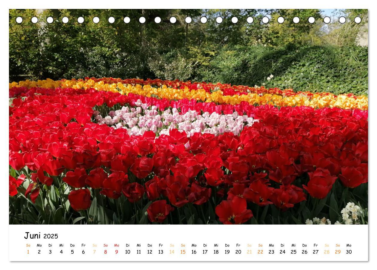 Bild: 9783383923623 | Auf Tour im Land der Tulpen (Tischkalender 2025 DIN A5 quer),...