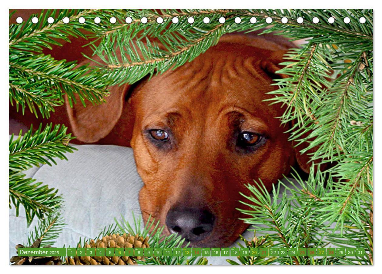 Bild: 9783435261123 | Rhodesian Ridgeback Augen-Blicke (Tischkalender 2025 DIN A5 quer),...