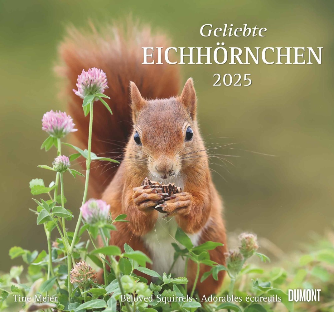 Cover: 4250809652696 | DUMONT - Geliebte Eichhörnchen 2025 Wandkalender, 38x35,5cm,...