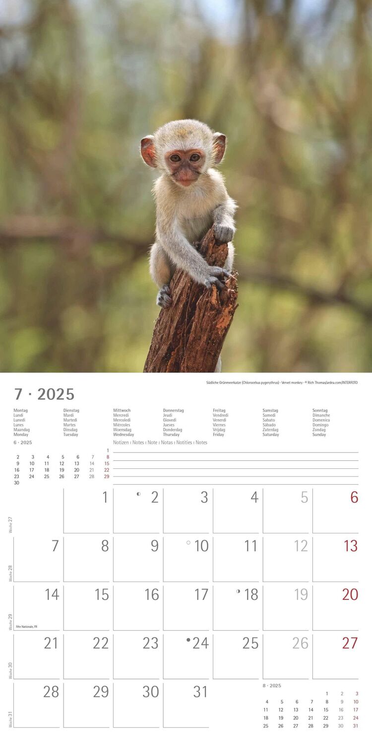 Bild: 4251732340773 | Tierbabys 2025 - Broschürenkalender 30x30 cm (30x60 geöffnet) -...