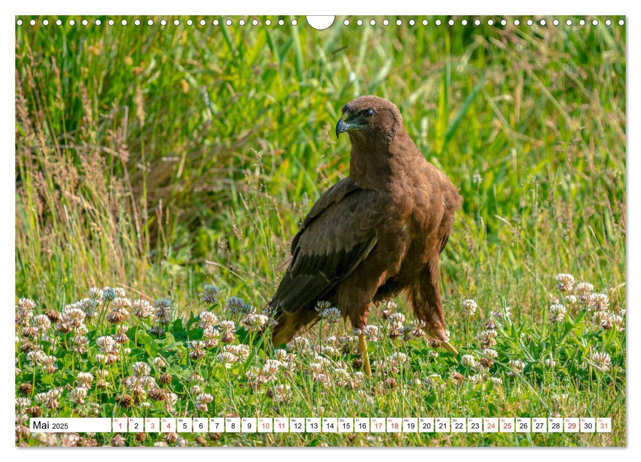 Bild: 9783435111176 | Heimische GREIFVÖGEL Adler Milan Bussard Weihe Sperber...