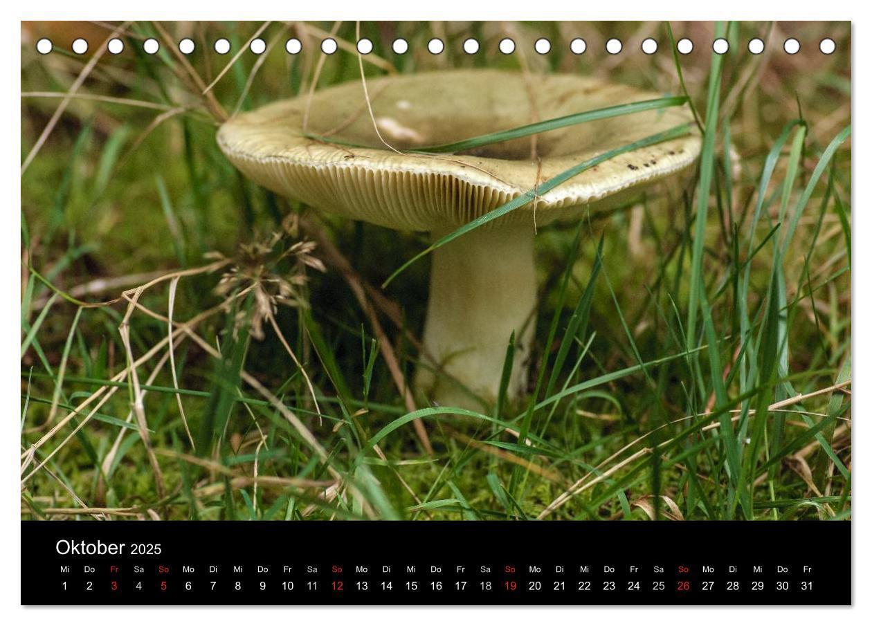 Bild: 9783435641314 | Pilze in Wald und Flur (Tischkalender 2025 DIN A5 quer), CALVENDO...