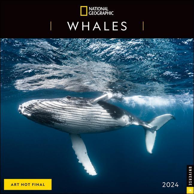 Cover: 9780789343758 | National Geographic: Whales 2024 Wall Calendar | Geographic (u. a.)