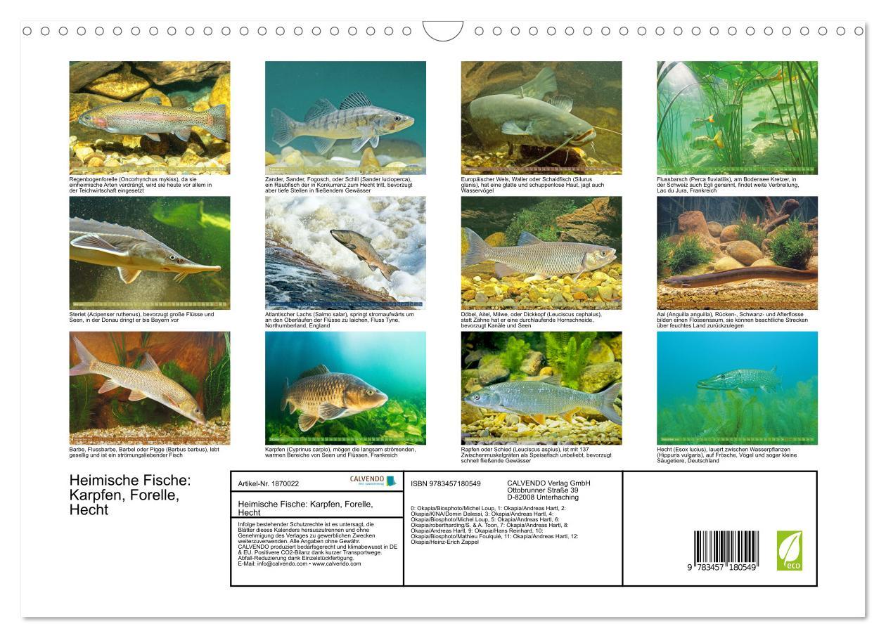 Bild: 9783457180549 | Heimische Fische: Karpfen, Forelle, Hecht (Wandkalender 2025 DIN A3...