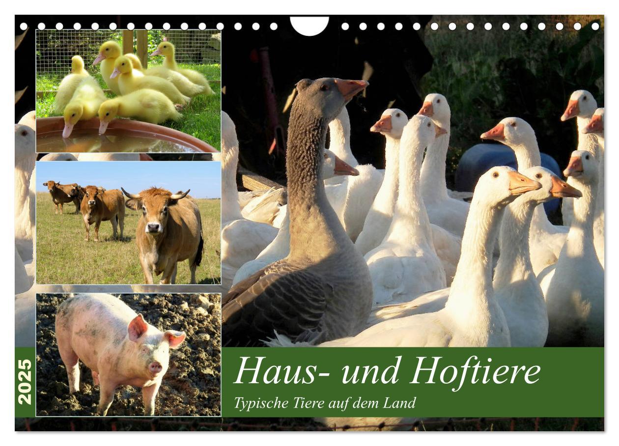 Cover: 9783435401208 | Haus- und Hoftiere (Wandkalender 2025 DIN A4 quer), CALVENDO...