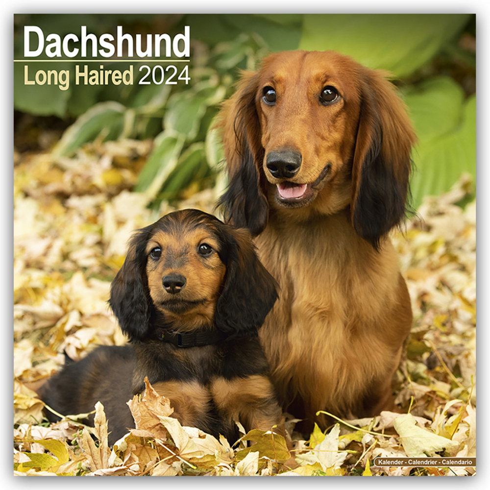 Cover: 9781804600344 | Longhaired Dachshund - Langhaardackel 2024 - 16-Monatskalender | Ltd