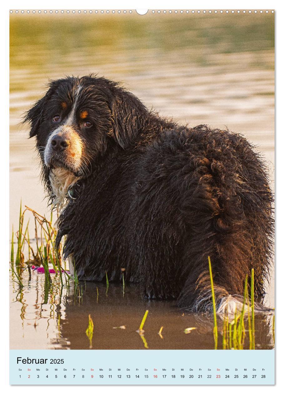 Bild: 9783435960200 | Berner Sennenhund - stark , schön und liebenswert (Wandkalender...