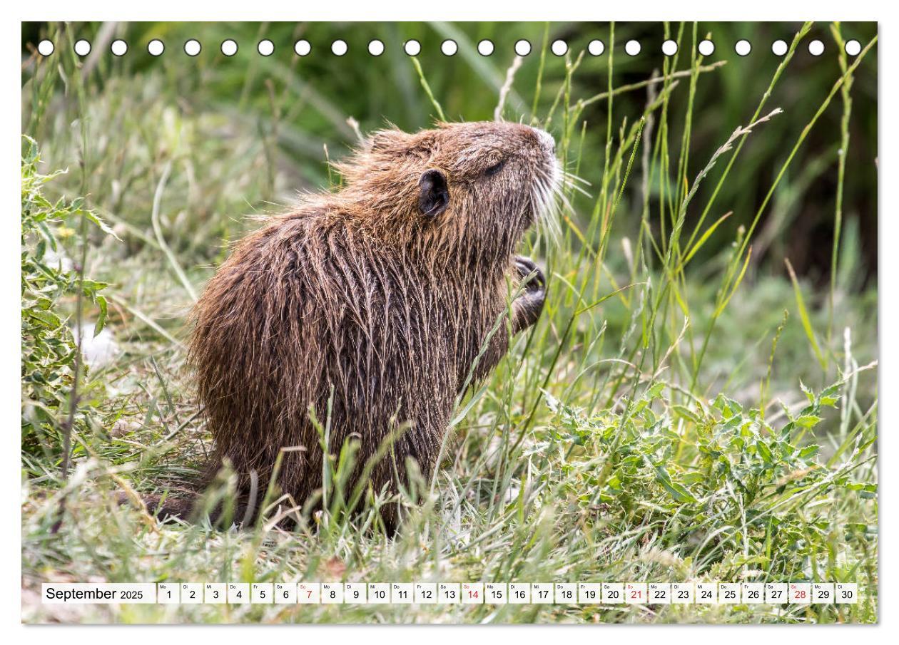 Bild: 9783435312436 | NUTRIA mit Nachwuchs (Tischkalender 2025 DIN A5 quer), CALVENDO...