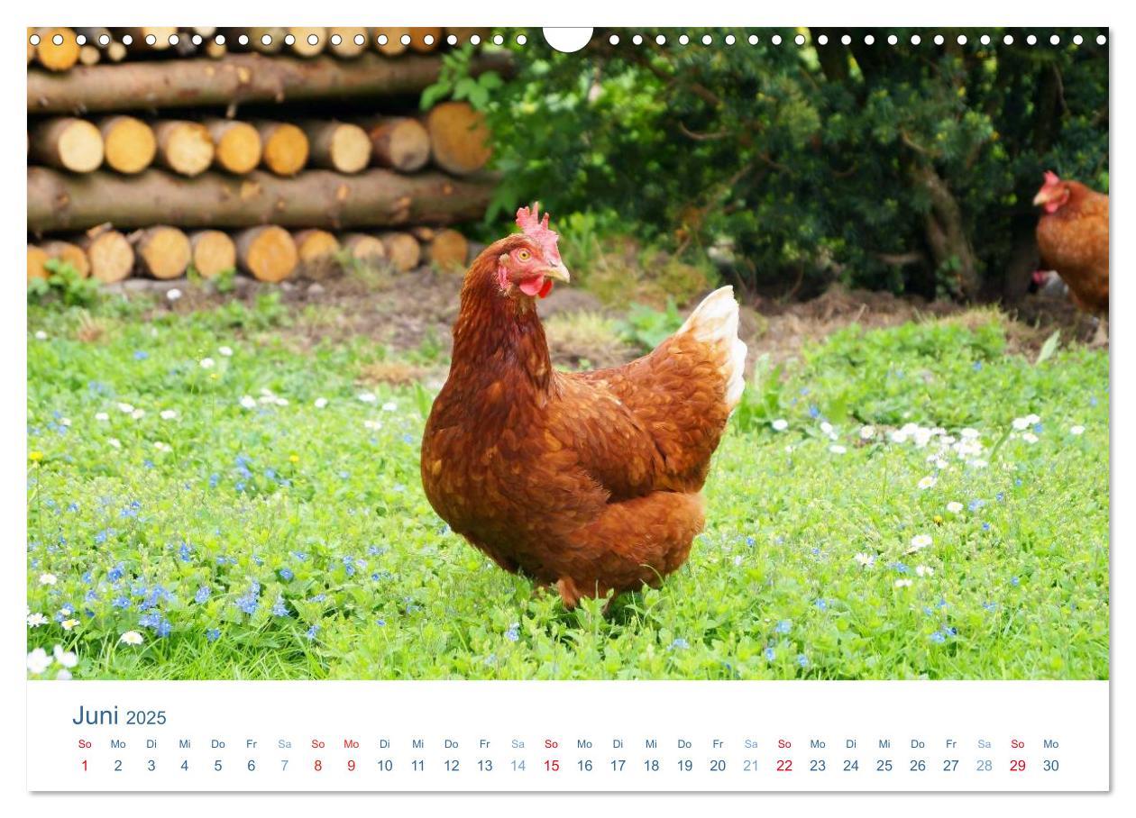 Bild: 9783435494064 | Tierisches Leben auf dem Bauernhof 2025 (Wandkalender 2025 DIN A3...