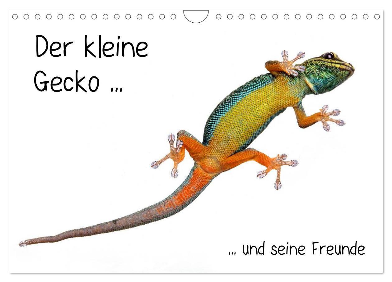 Cover: 9783383608926 | Der kleine Gecko und seine Freunde (Wandkalender 2024 DIN A4 quer),...