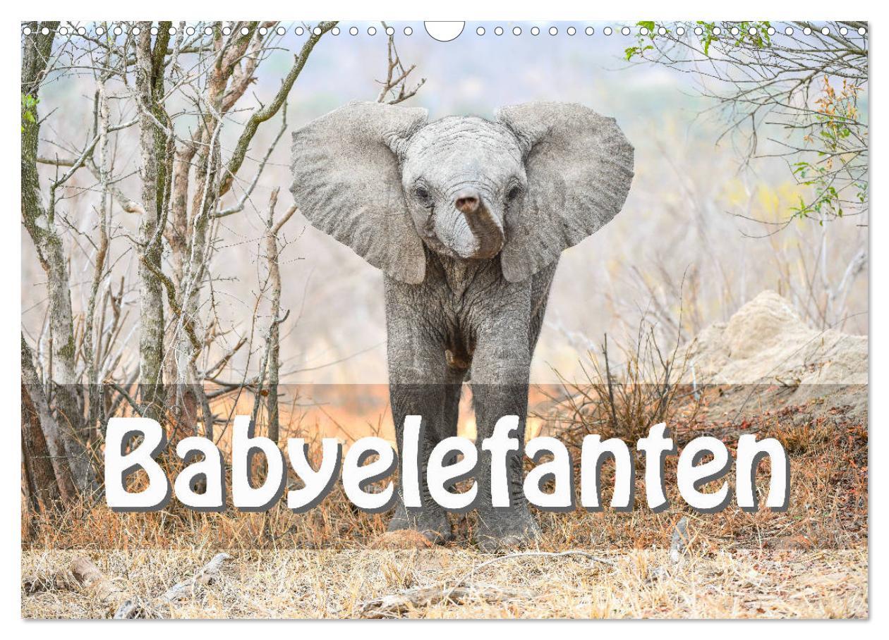 Cover: 9783435247523 | Babyelefanten (Wandkalender 2025 DIN A3 quer), CALVENDO Monatskalender