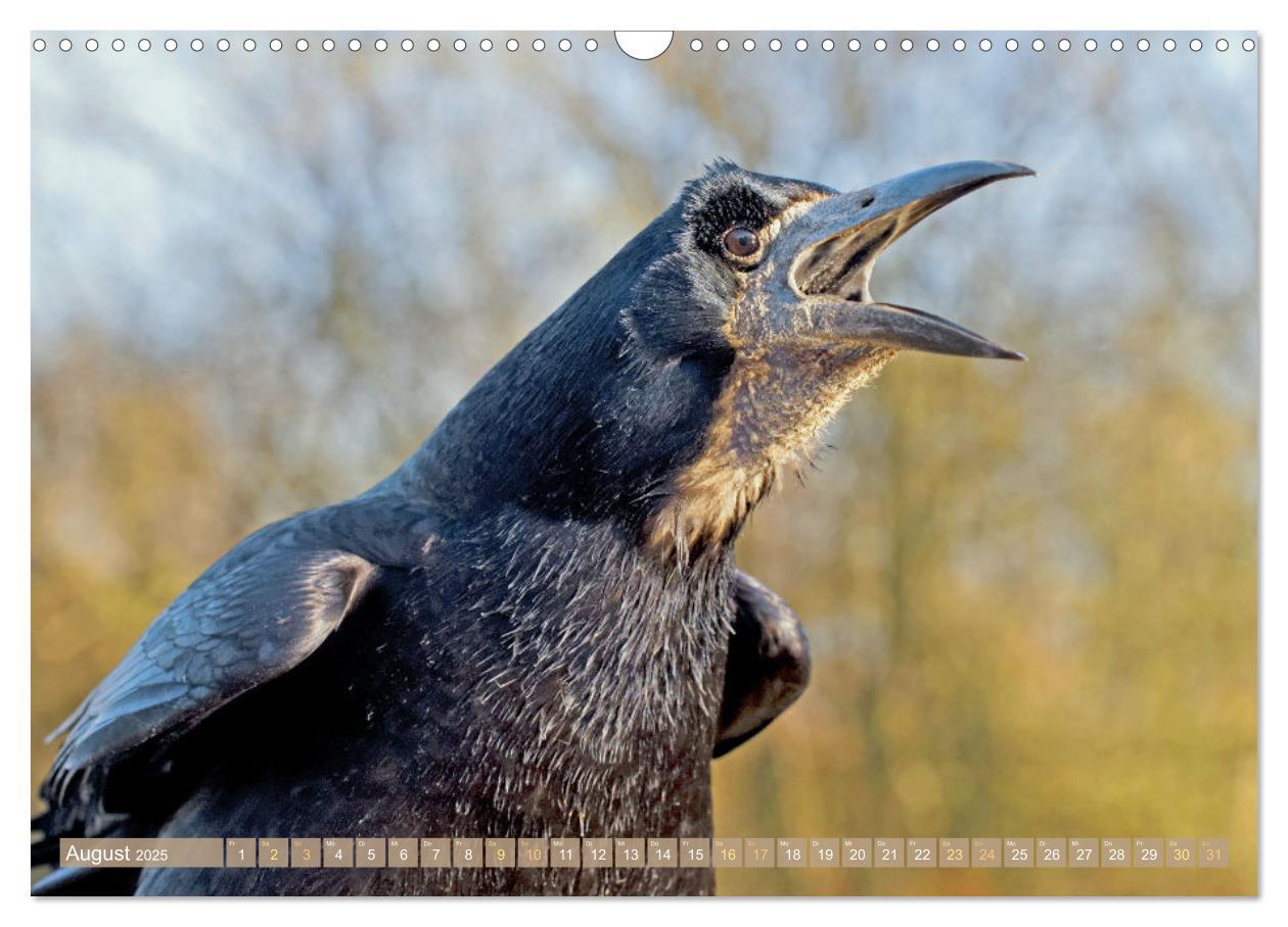 Bild: 9783383776632 | Rabenvögel: Schwarz, schlau, schön (Wandkalender 2025 DIN A3 quer),...