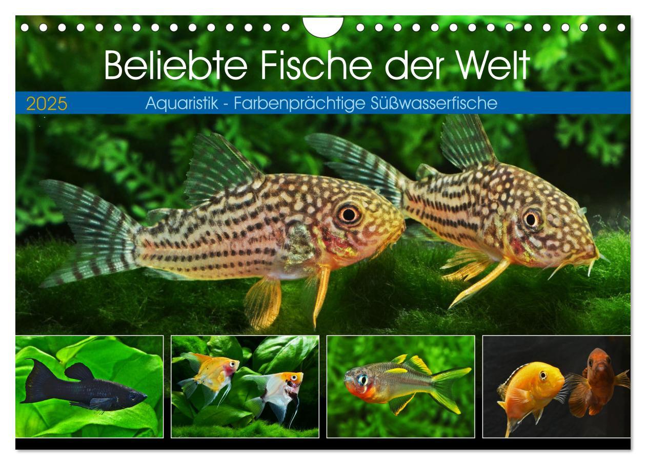 Cover: 9783383867392 | Beliebte Fische der Welt (Wandkalender 2025 DIN A4 quer), CALVENDO...