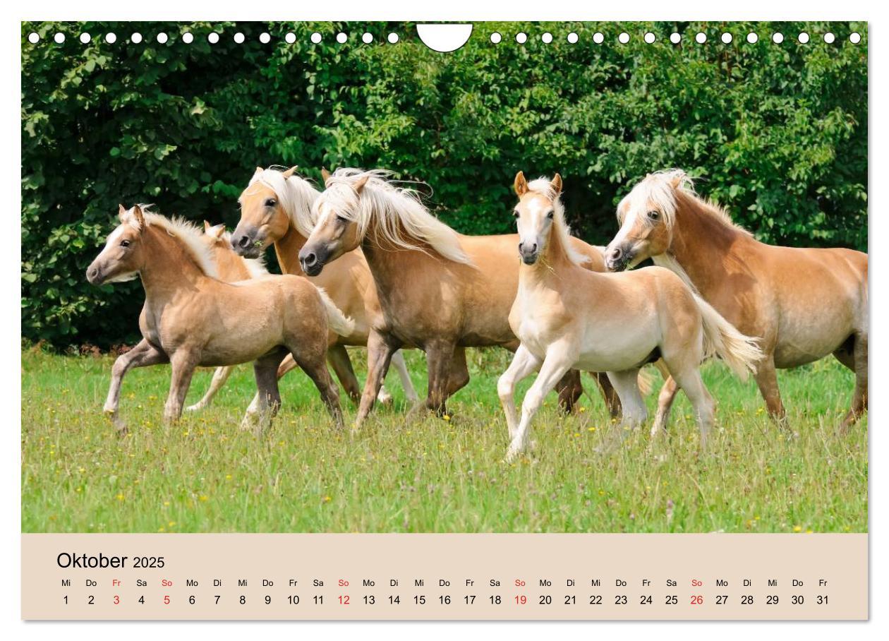 Bild: 9783435786534 | Haflinger Fohlen (Wandkalender 2025 DIN A4 quer), CALVENDO...