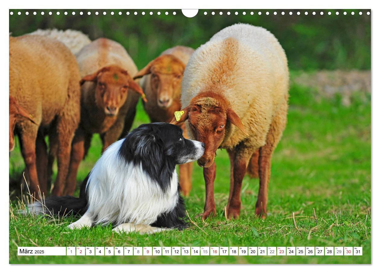 Bild: 9783435256860 | Traumhund Border Collie (Wandkalender 2025 DIN A3 quer), CALVENDO...