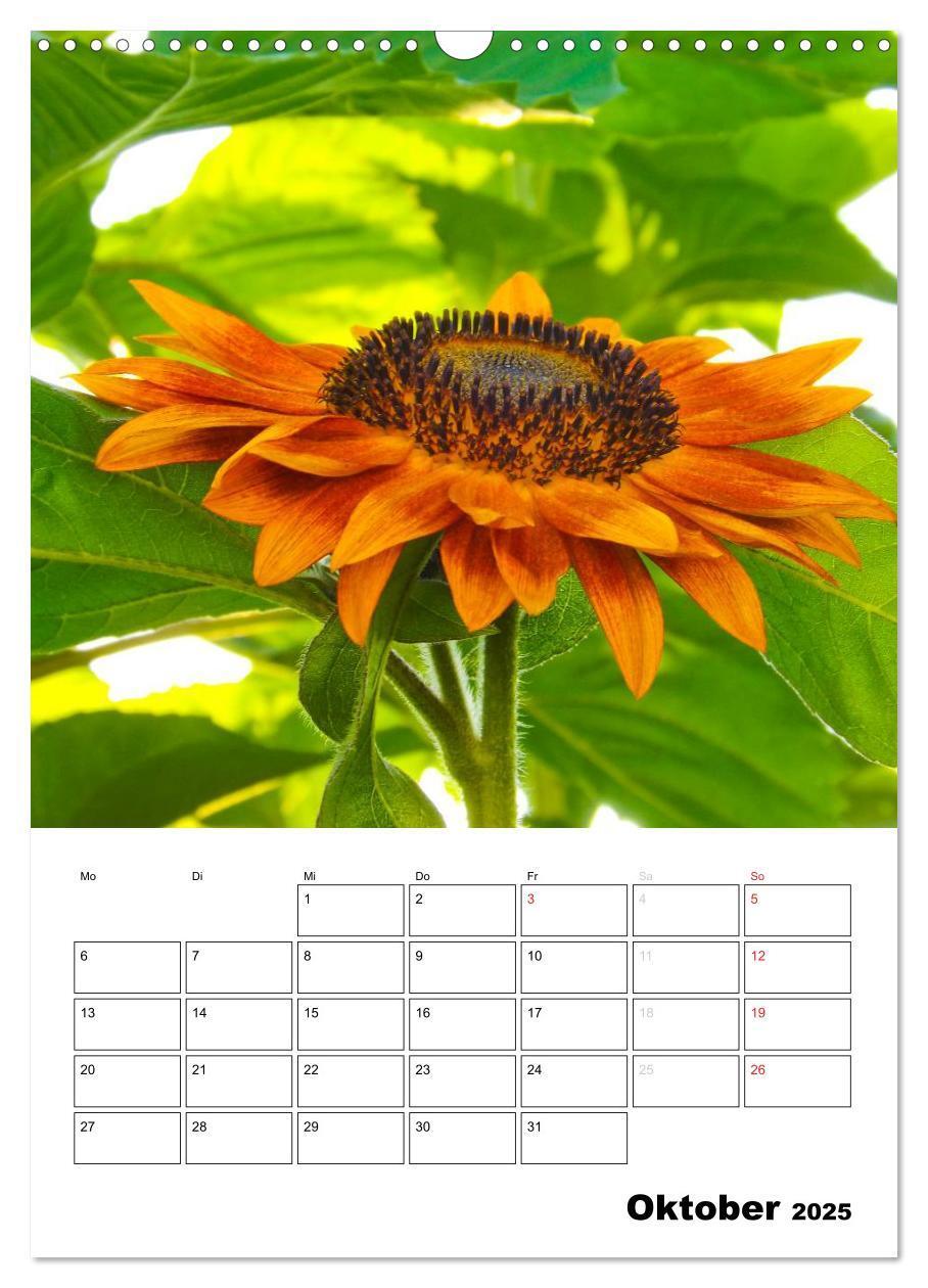 Bild: 9783457004616 | Strahlende Sonnenblumen (Wandkalender 2025 DIN A3 hoch), CALVENDO...