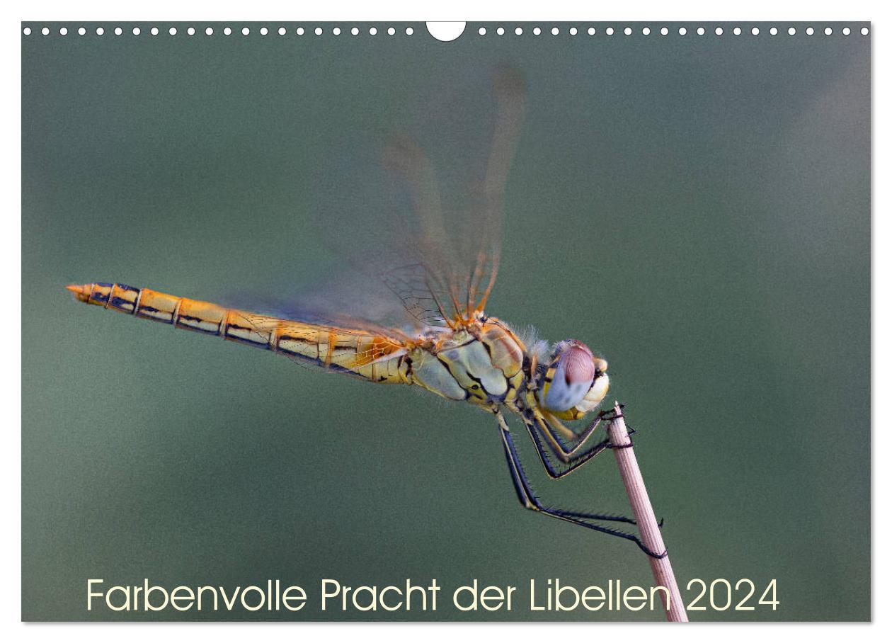 Cover: 9783383039294 | Farbenvolle Pracht der Libellen (Wandkalender 2024 DIN A3 quer),...