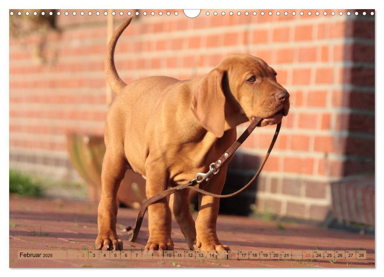 Bild: 9783435794508 | Magyar Vizsla - Vielseitiger Jagdhund mit Familienanschluss...