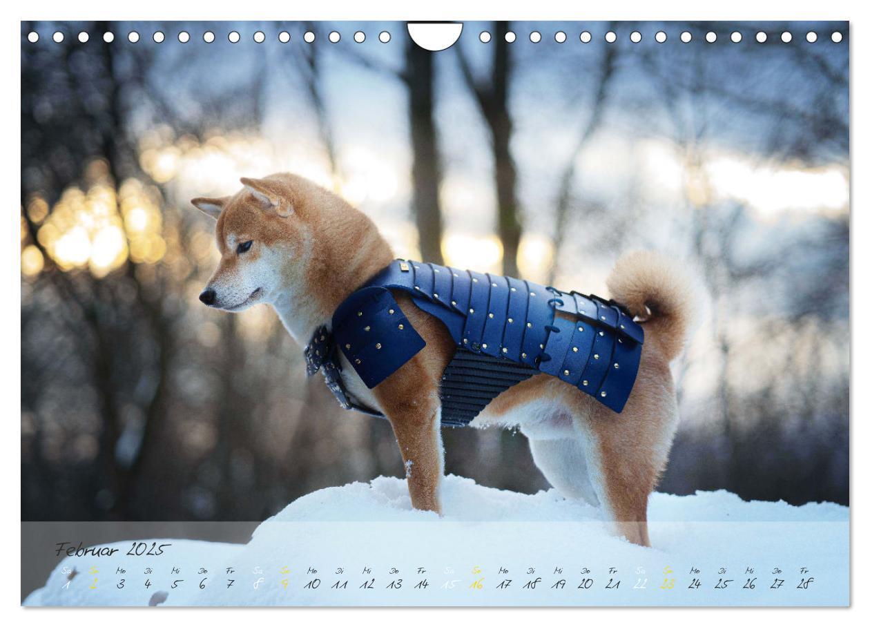 Bild: 9783435051779 | Shiba Inu - mutig, treu, selbstbewusst (Wandkalender 2025 DIN A4...