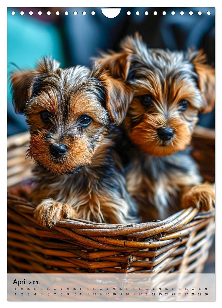 Bild: 9783383771699 | Yorkshire Terrier - ein Hund mit starkem Charakter (Wandkalender...