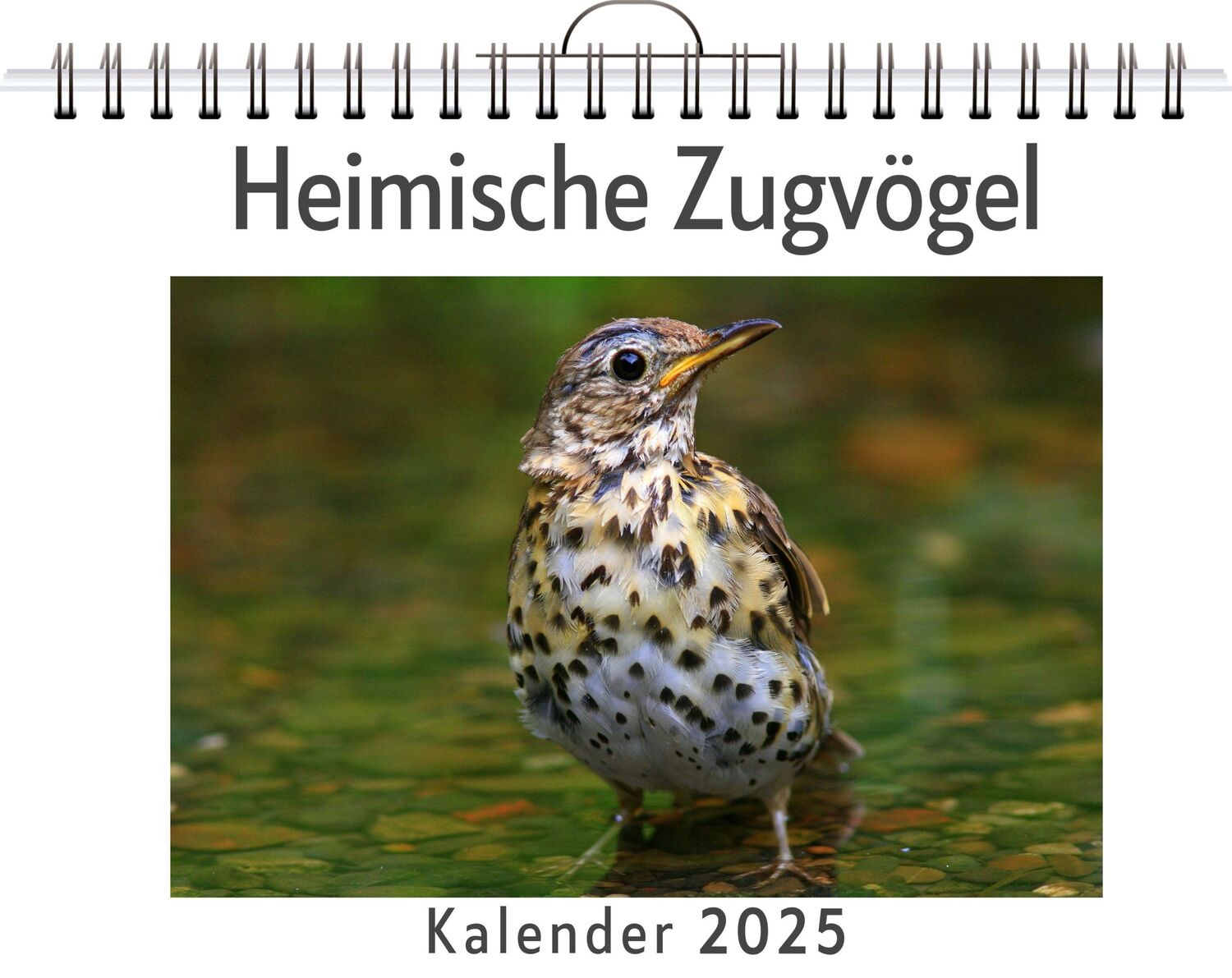 Cover: 9783759123961 | Heimische Zugvögel | Eva Schmidt | Kalender | Kalender | 14 S.