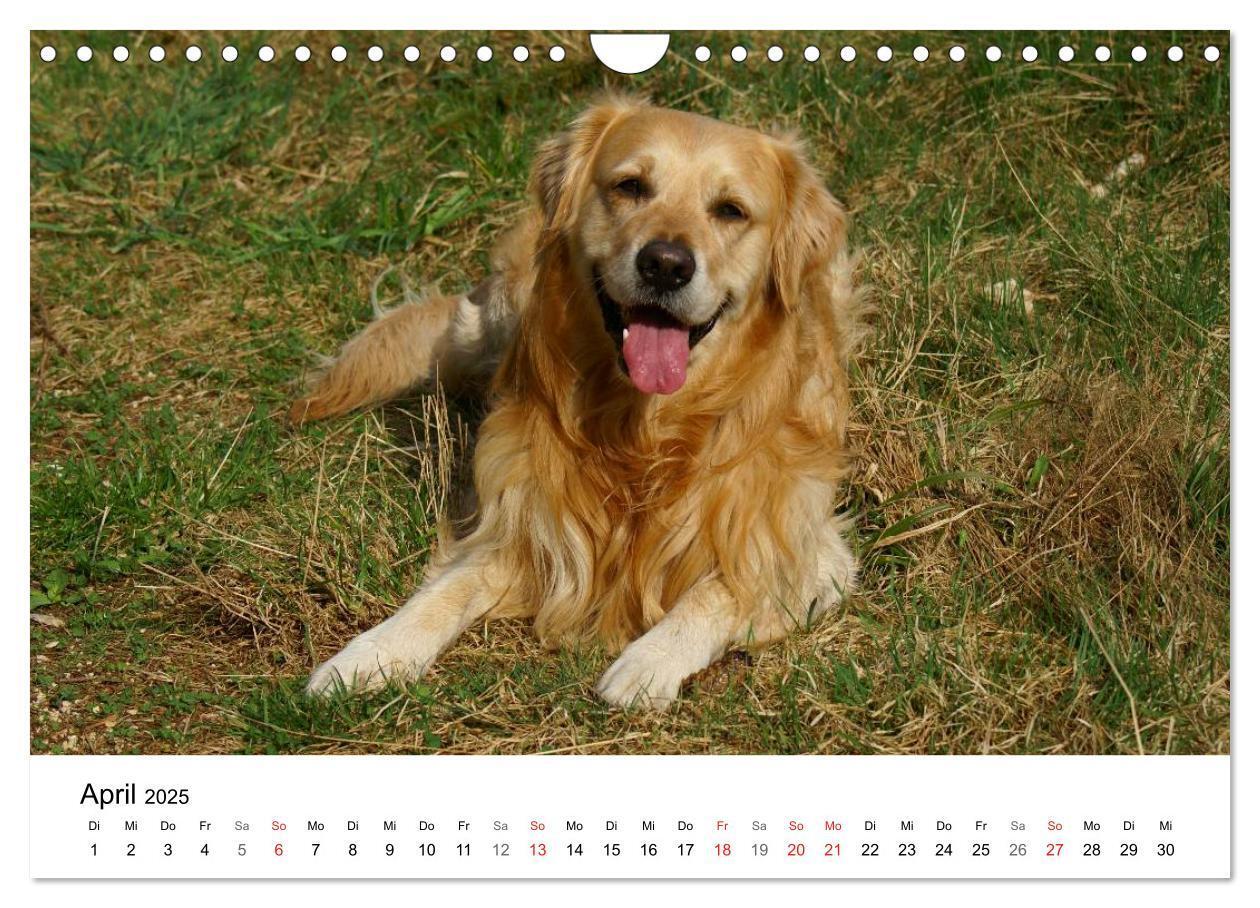 Bild: 9783435841028 | Golden Retriever Power (Wandkalender 2025 DIN A4 quer), CALVENDO...