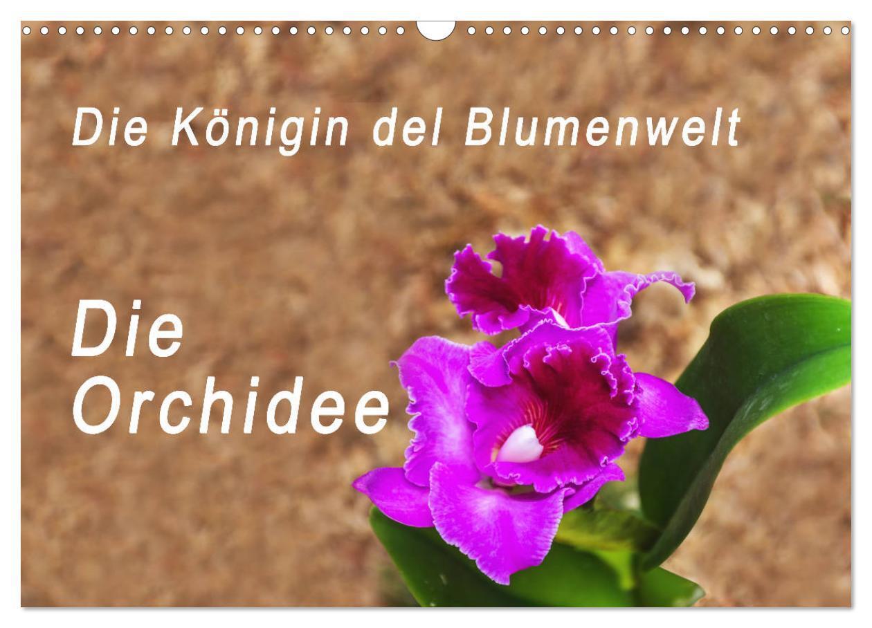 Cover: 9783383058738 | Die Königin der Blumenwelt, die Orchidee (Wandkalender 2024 DIN A3...