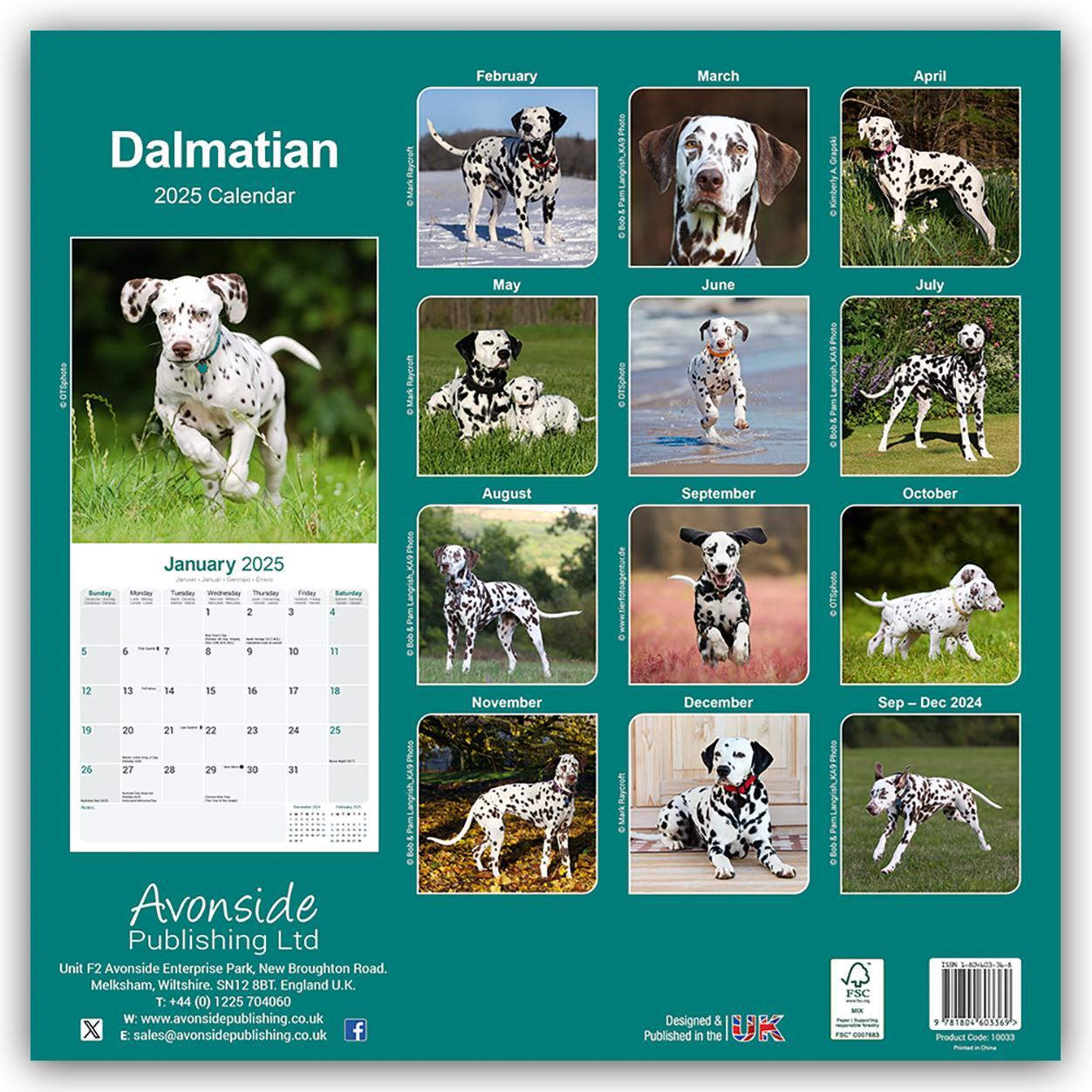 Rückseite: 9781804603369 | Dalmatian - Dalmatiner 2025 - 16-Monatskalender | Ltd. | Kalender