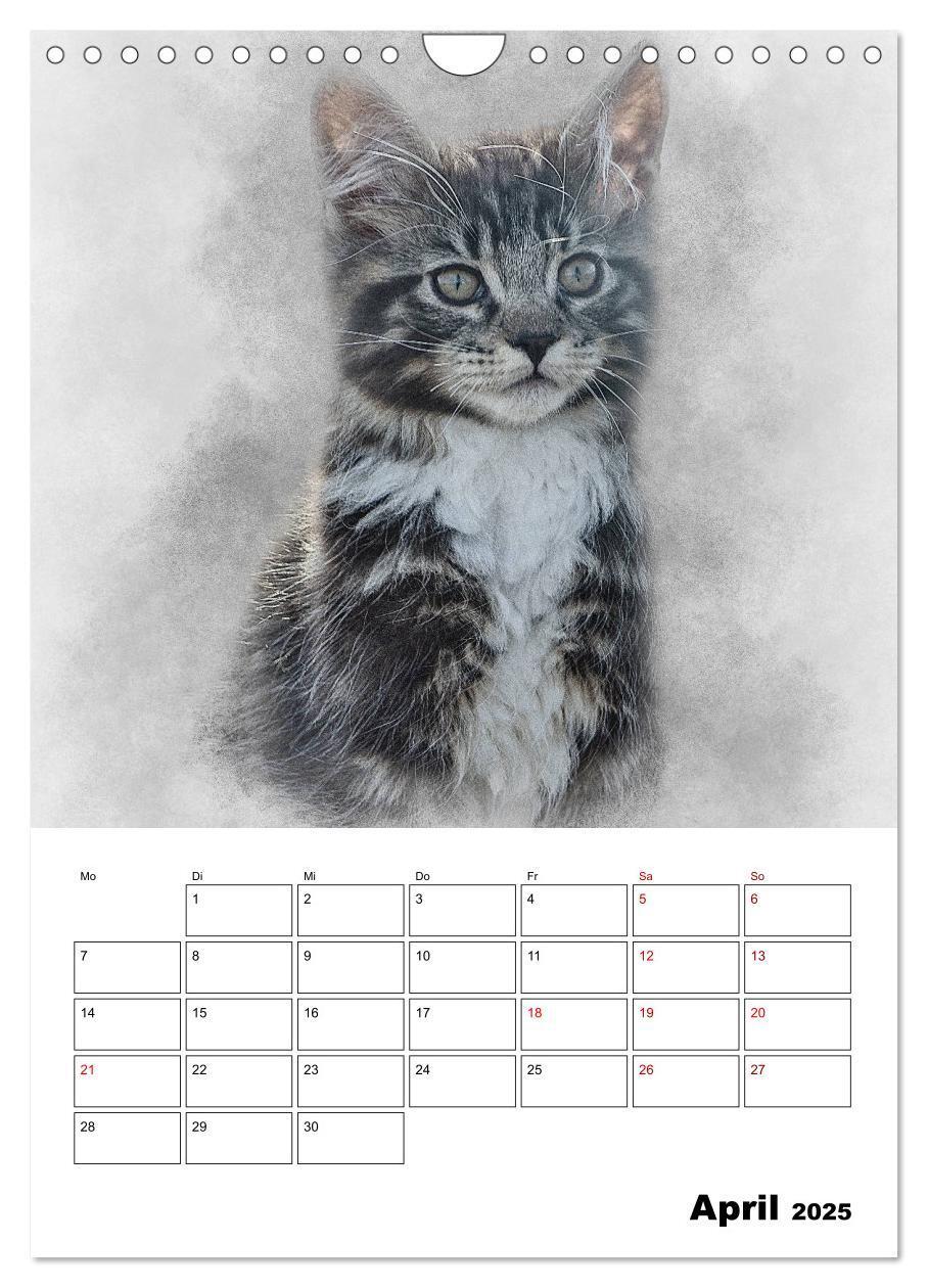 Bild: 9783435975365 | Maine Coon Katzen (Wandkalender 2025 DIN A4 hoch), CALVENDO...