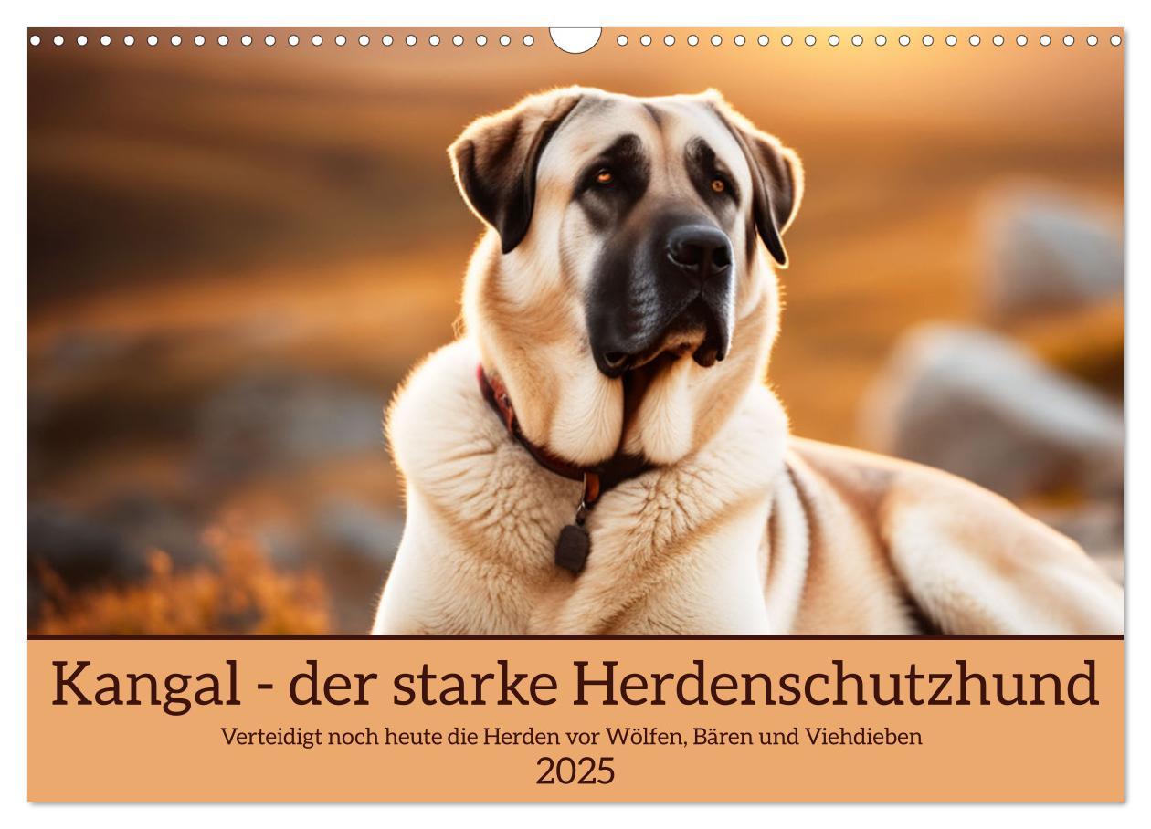 Cover: 9783457130704 | Kangal - der starke Herdenschutzhund (Wandkalender 2025 DIN A3...