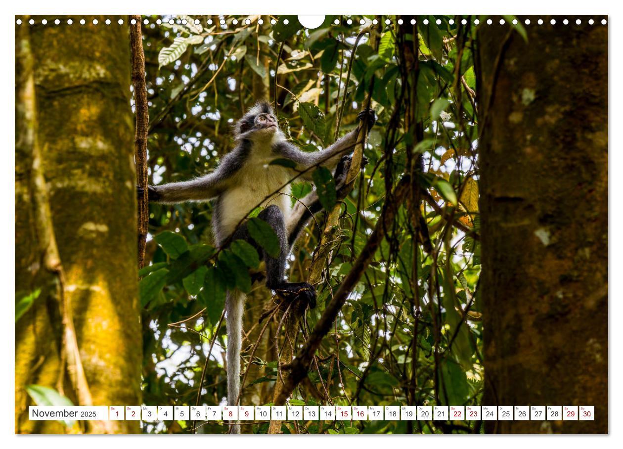 Bild: 9783457151044 | Gunung Leuser Nationalpark Sumatra (Wandkalender 2025 DIN A3 quer),...