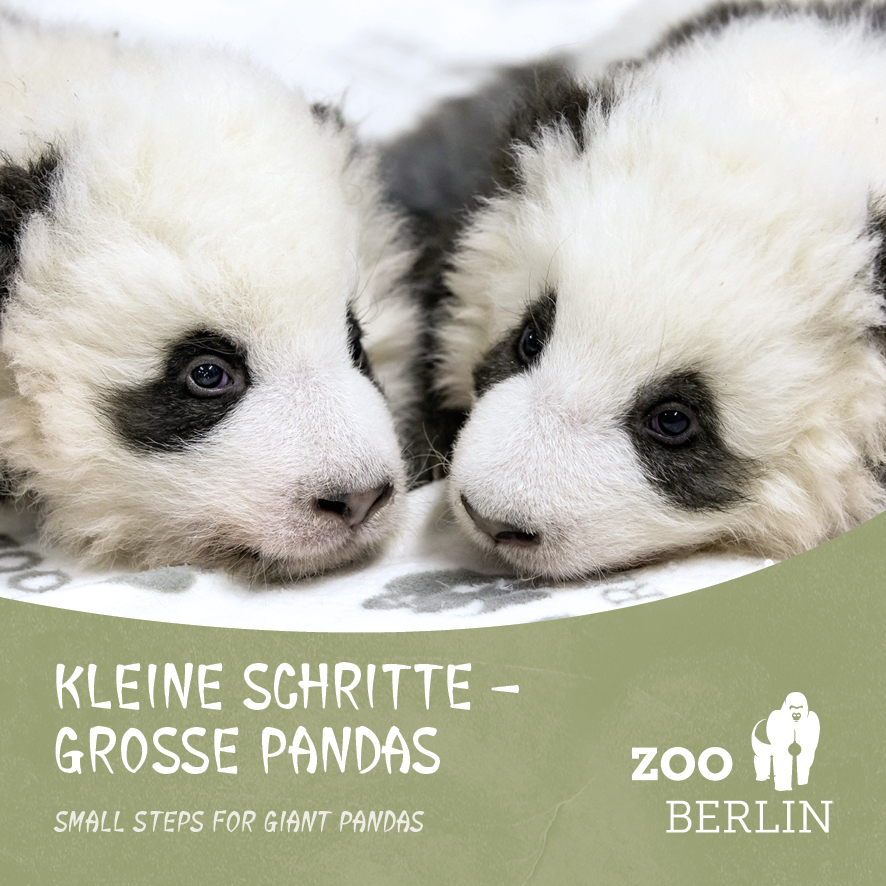 Cover: 9783947188963 | Kleine Schritte - Große Pandas / Small steps for giant Pandas | Berlin