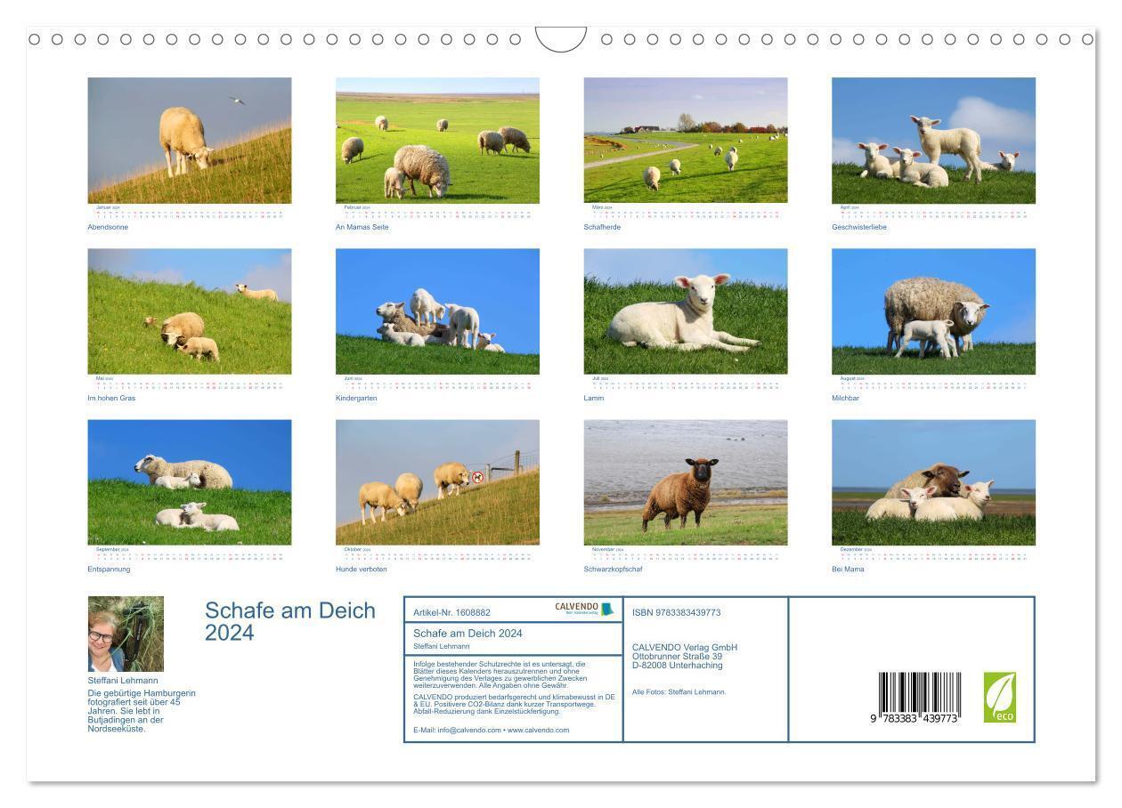 Bild: 9783383439773 | Schafe am Deich 2024. Tierische Impressionen von der Nordseeküste...