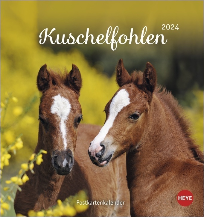 Cover: 9783756404056 | Kuschelfohlen Postkartenkalender 2024. Ein kleiner Kalender voll...