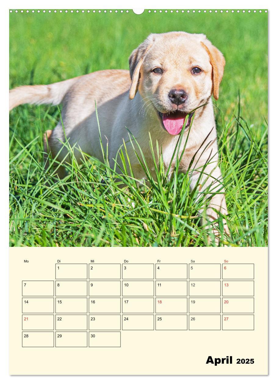 Bild: 9783435957675 | Familienplaner - Labrador Welpen entdecken die Welt (Wandkalender...