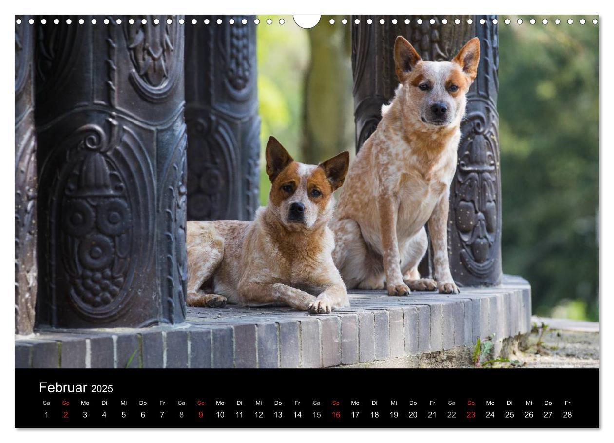 Bild: 9783435463558 | Australian Cattle Dogs zwischen Kunst und Kultur (Wandkalender 2025...