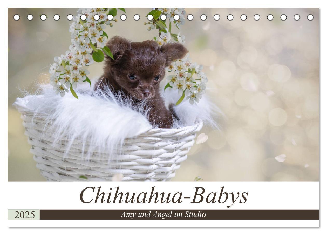 Cover: 9783435286645 | Chihuahua-Babys - Amy und Angel im Studio (Tischkalender 2025 DIN...